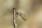 Orthetrum cancellatum